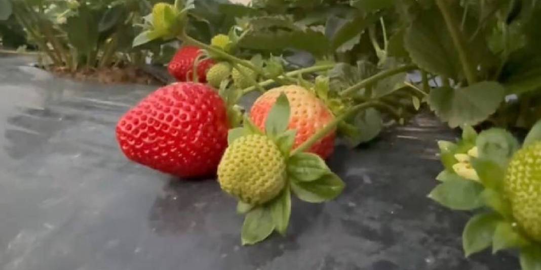 Kışlık çilekte hasat zamanı! Yılda 260 bin tonla önemli gelir kaynağı: Kilosu 130 TL’den satılıyor 5